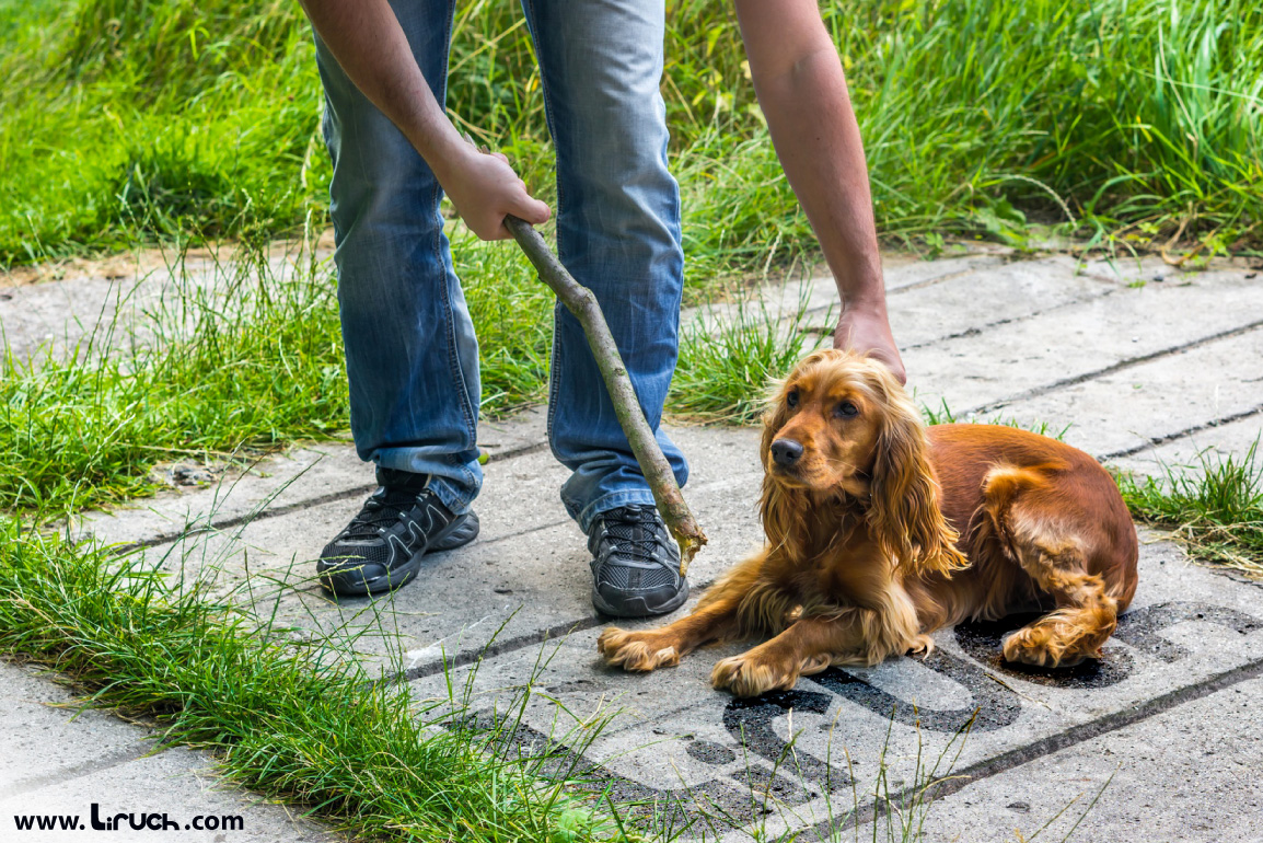 Perfil psicológico de un maltratador de animales