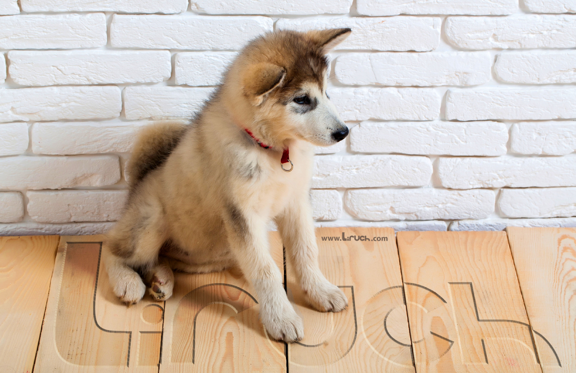 Los perros entienden qué les decimos y cómo se lo decimos.